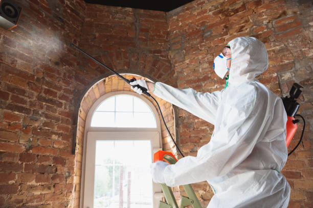 Best Residential Mold Inspection & Testing in Blountsville, AL