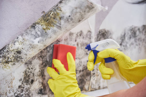 Best Biohazard Mold Removal in Blountsville, AL